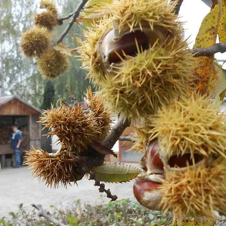 ゲストハウス Marketti ヴィノフラージウ