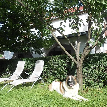 Marketti فينوغراديف